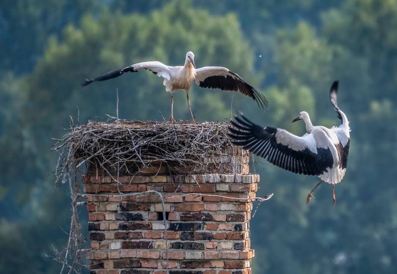Expert Chimney Animal Removal in Rolling Meadows, IL Professional Chimney Animal Removal Services in Rolling Meadows, Illinois