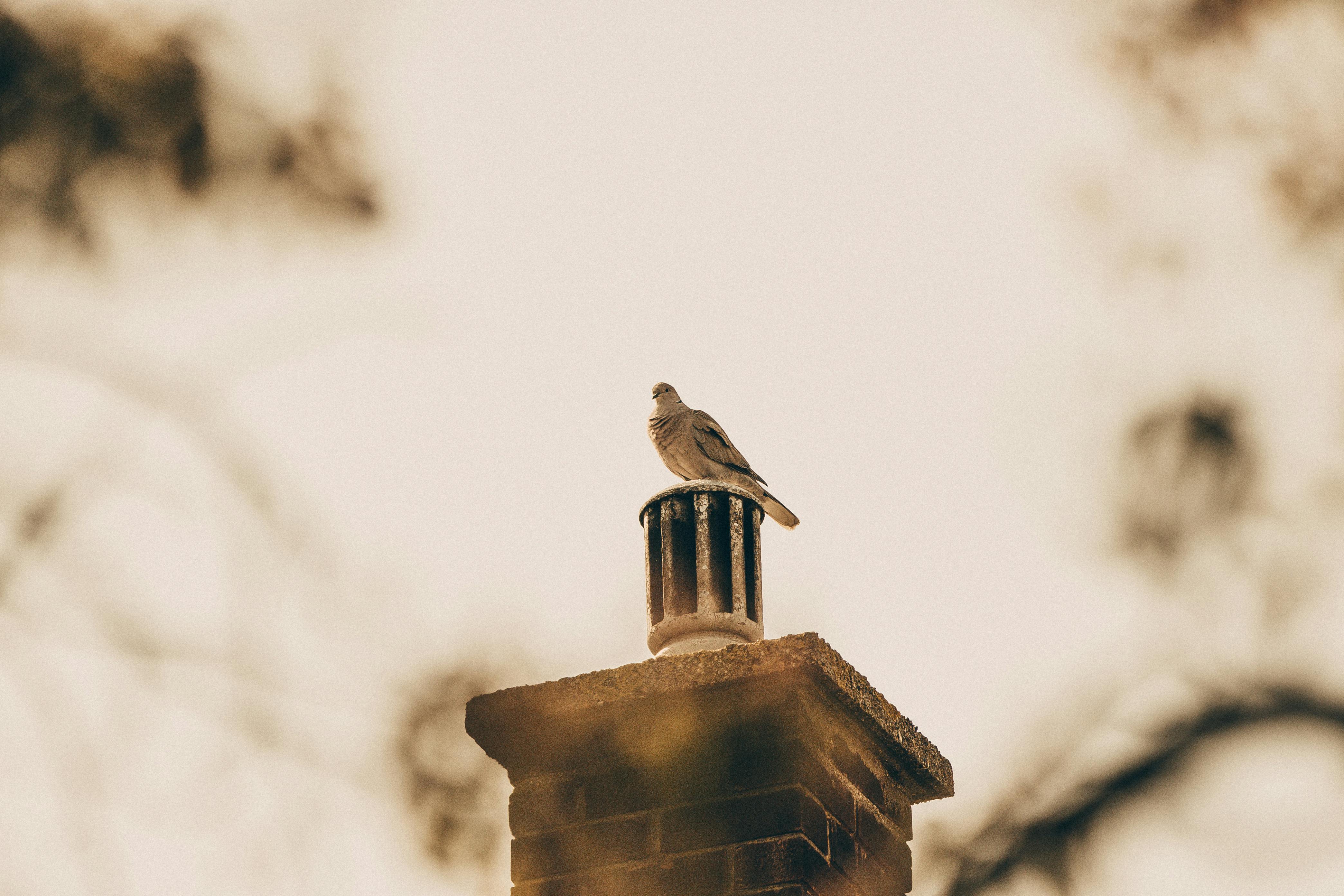 Professional Chimney Cap Installation Services in Rolling Meadows, IL Expert Chimney Cap Installation in Rolling Meadows, Illinois